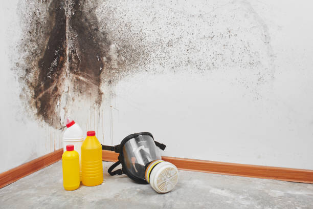 Best Mold Inspection  in Lenexa, KS