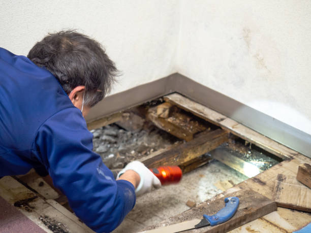 Best Mold Damage Repair  in Lenexa, KS