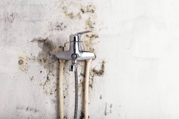 Best Mold Removal and Inspection  in Lenexa, KS