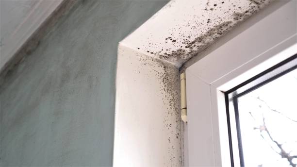 Best Mold Removal Company Near Me  in Lenexa, KS