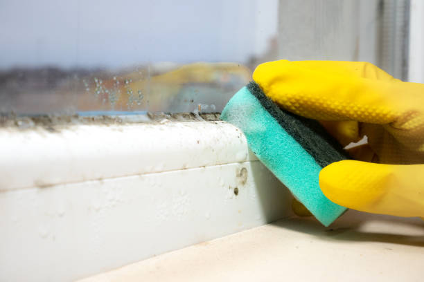 Best Mold Removal Near Me  in Lenexa, KS