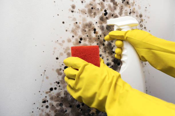 Best Mold Testing  in Lenexa, KS