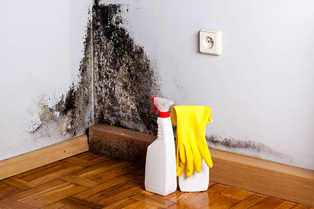 Best Fast Mold Removal  in Lenexa, KS