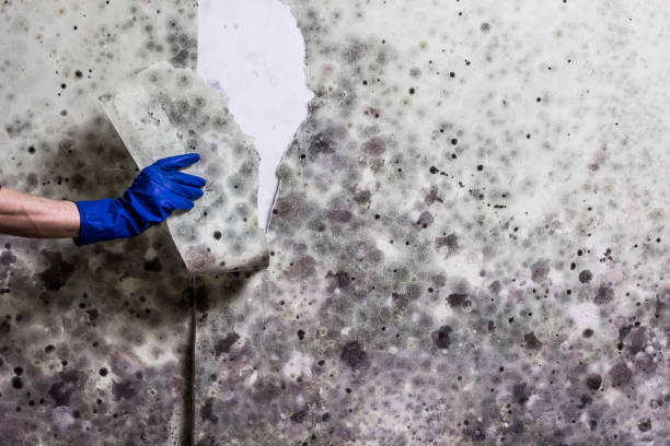 Best Attic Mold Removal  in Lenexa, KS
